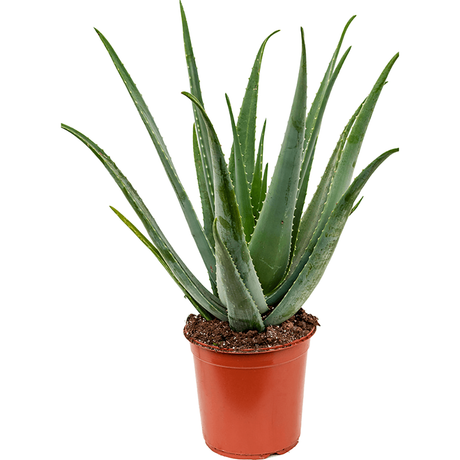 Aloe Vera - 85 cm