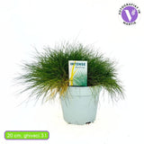 Medvebundafű Pic Carlit (Festuca gautieri), alacsony díszfű tömött zöld lombbal, sziklakertbe és szegélyekbe
