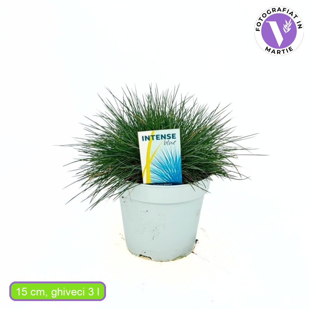 Deres csenkesz Intens Blue (Festuca glauca), intenzív kék díszfű, kompakt növekedés, ideális szegélyekhez és sziklakertbe, szárazságtűrő