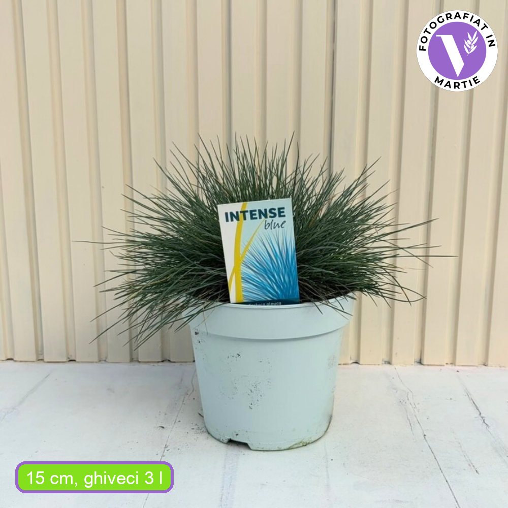 Deres csenkesz Intens Blue (Festuca glauca), intenzív kék díszfű, kompakt növekedés, ideális szegélyekhez és sziklakertbe, szárazságtűrő