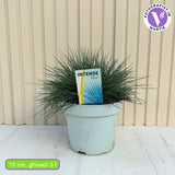 Deres csenkesz Intens Blue (Festuca glauca), intenzív kék díszfű, kompakt növekedés, ideális szegélyekhez és sziklakertbe, szárazságtűrő