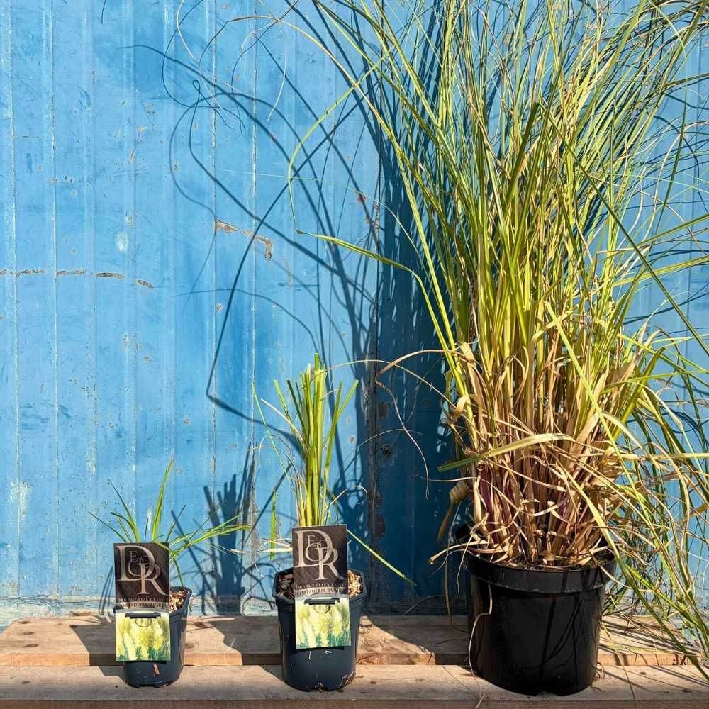 Pampafű Pumila (Cortaderia), díszes díszfű fehér, tollas bugákkal, gyors növekedés