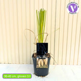 Fehér pampafű Selloana (Cortaderia), nagy fehér tollas virágzat, nagyon magas növény, gyors növekedés