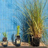 Fehér pampafű Selloana (Cortaderia), nagy fehér tollas virágzat, nagyon magas növény, gyors növekedés