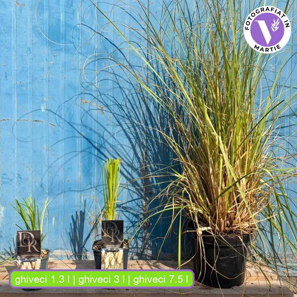Fehér pampafű Selloana (Cortaderia), nagy fehér tollas virágzat, nagyon magas növény, gyors növekedés