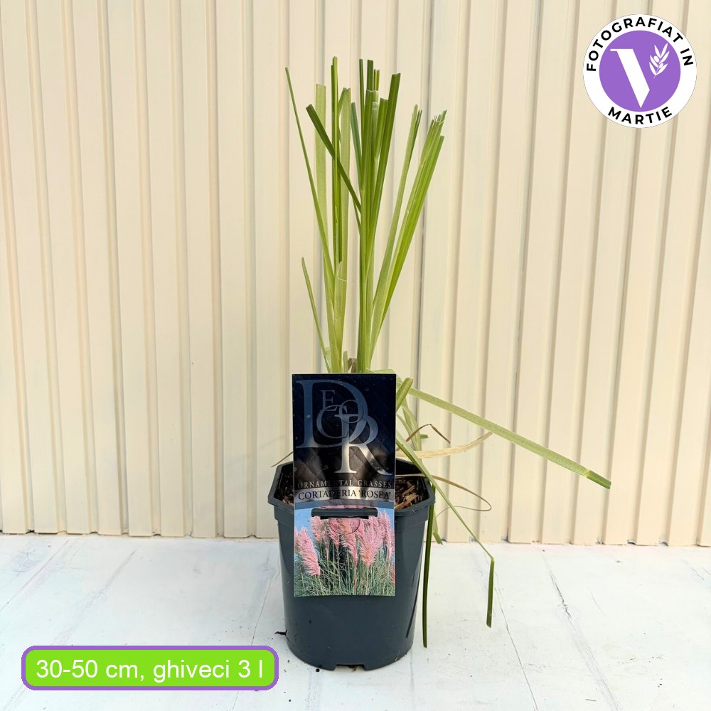 Rózsaszín pampafű Rosea (Cortaderia), nagy rózsaszín tollas virágzat, nagyon magas növény, gyors növekedés
