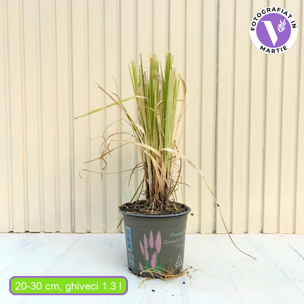 Rózsaszín pampafű Rosea (Cortaderia), nagy rózsaszín tollas virágzat, nagyon magas növény, gyors növekedés