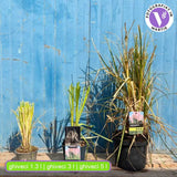 Rózsaszín pampafű Rosea (Cortaderia), nagy rózsaszín tollas virágzat, nagyon magas növény, gyors növekedés