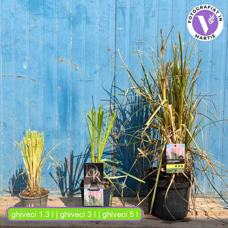 Rózsaszín pampafű Rosea (Cortaderia), nagy rózsaszín tollas virágzat, nagyon magas növény, gyors növekedés