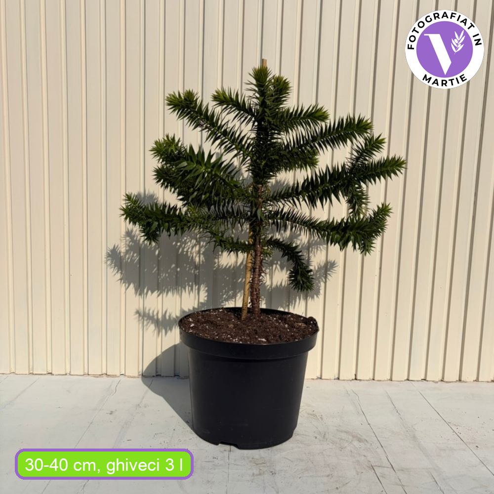 Chilei araukaria (Araucaria Araucana), elofosszilia, ikonikus orokzold diszfenyo