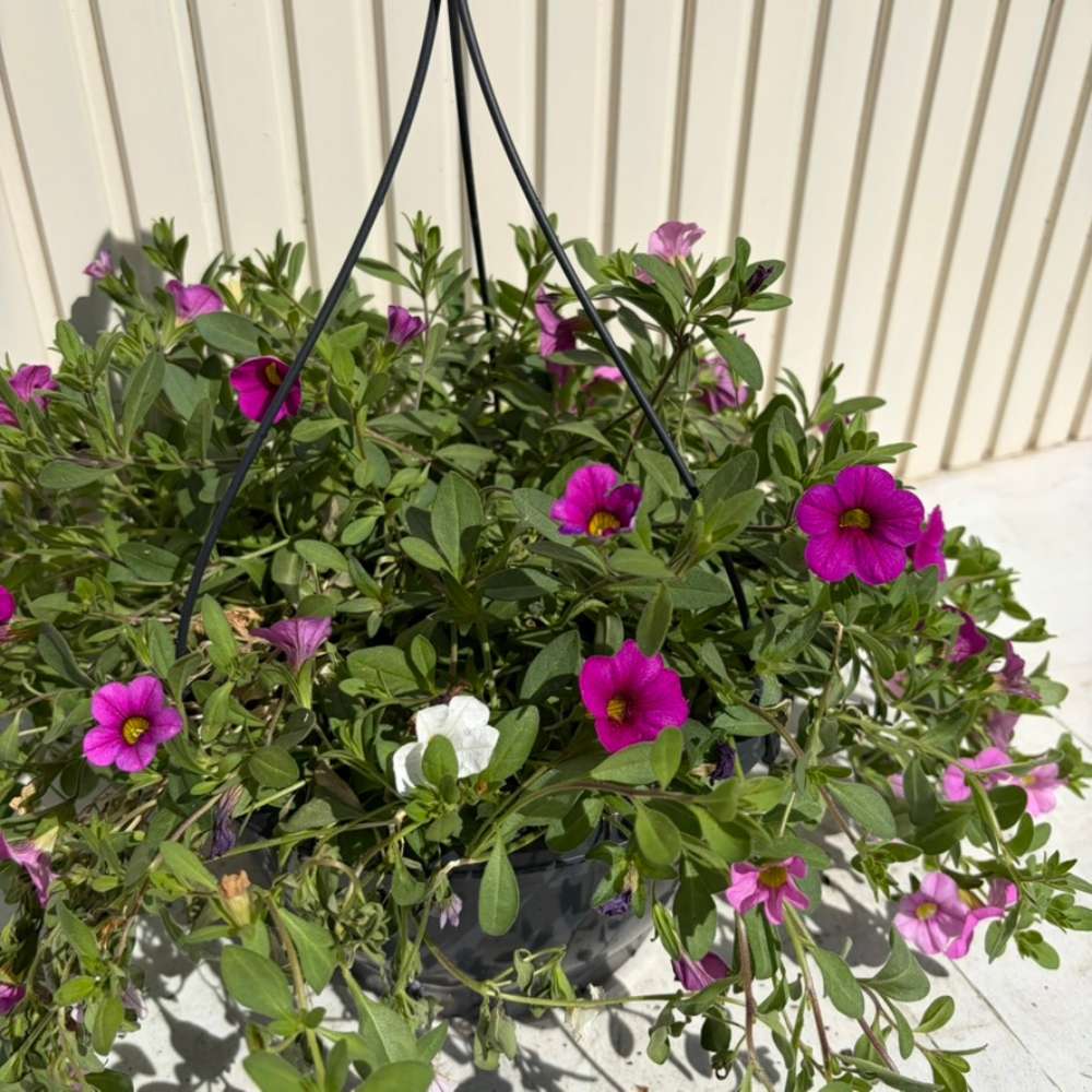 Calibrachoa Triobells – sárga, piros és lila virágú csüngő petúnia