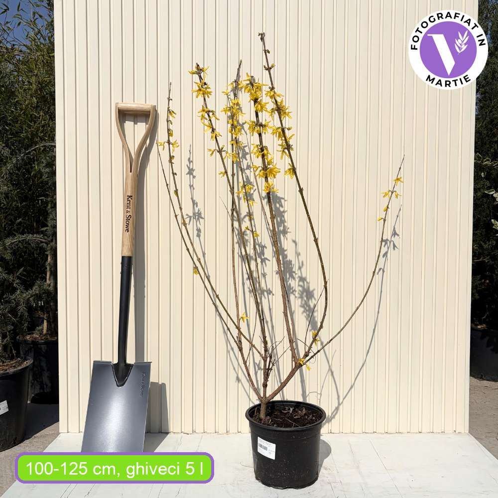 Aranyvessző (Forsythia Lynwood), díszcserje élénk sárga virágokkal tavasszal, gyors növekedés