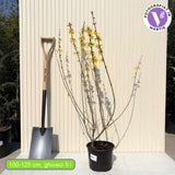 Aranyvessző (Forsythia Lynwood), díszcserje élénk sárga virágokkal tavasszal, gyors növekedés