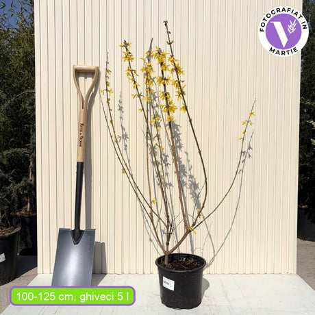Aranyvessző (Forsythia Lynwood), díszcserje élénk sárga virágokkal tavasszal, gyors növekedés