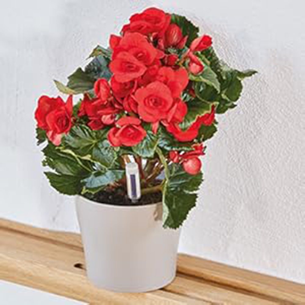 Indicator udare plante WESTLAND pentru toate plantele in ghiveci, control umiditate sol, 16 cm