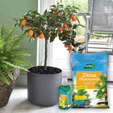 Ingrasamant lichid pentru citrice WESTLAND, crestere sanatoasa si fructe aromate, 500 ml