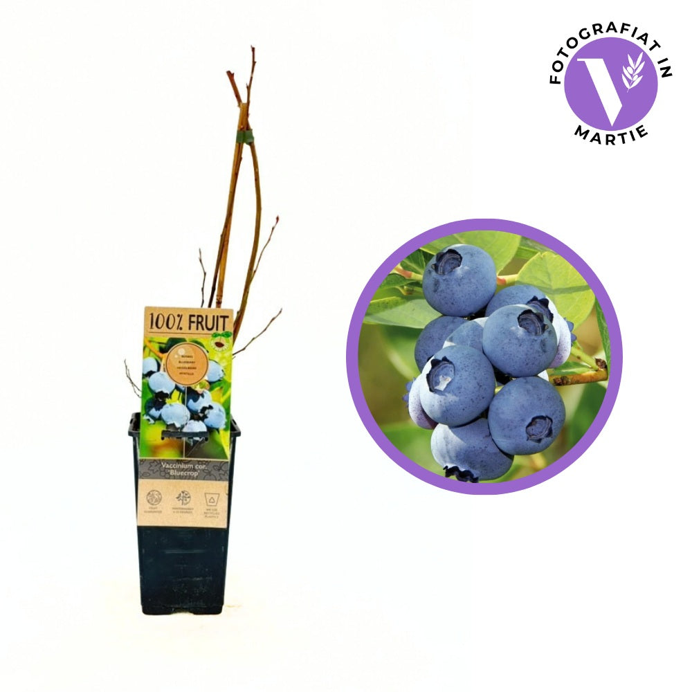 Áfonya 'Bluecrop' (Vaccinium corymbosum) – nagytermésű, édes gyümölcsű fajta, 1 éves