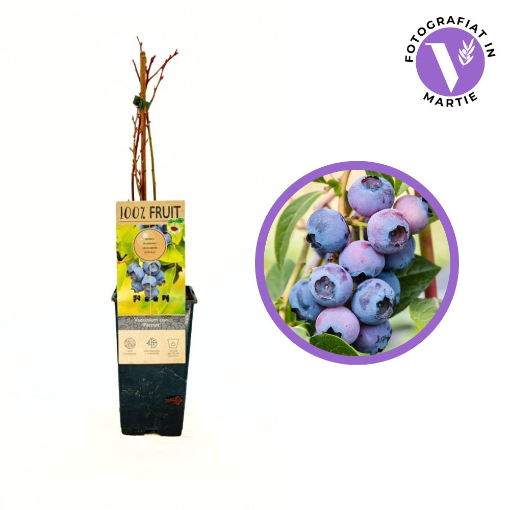 Korai áfonya Patriot (Vaccinium corymbosum) – édes-savanykás terméssel, bő terméssel, 1 évesen termőre forduló