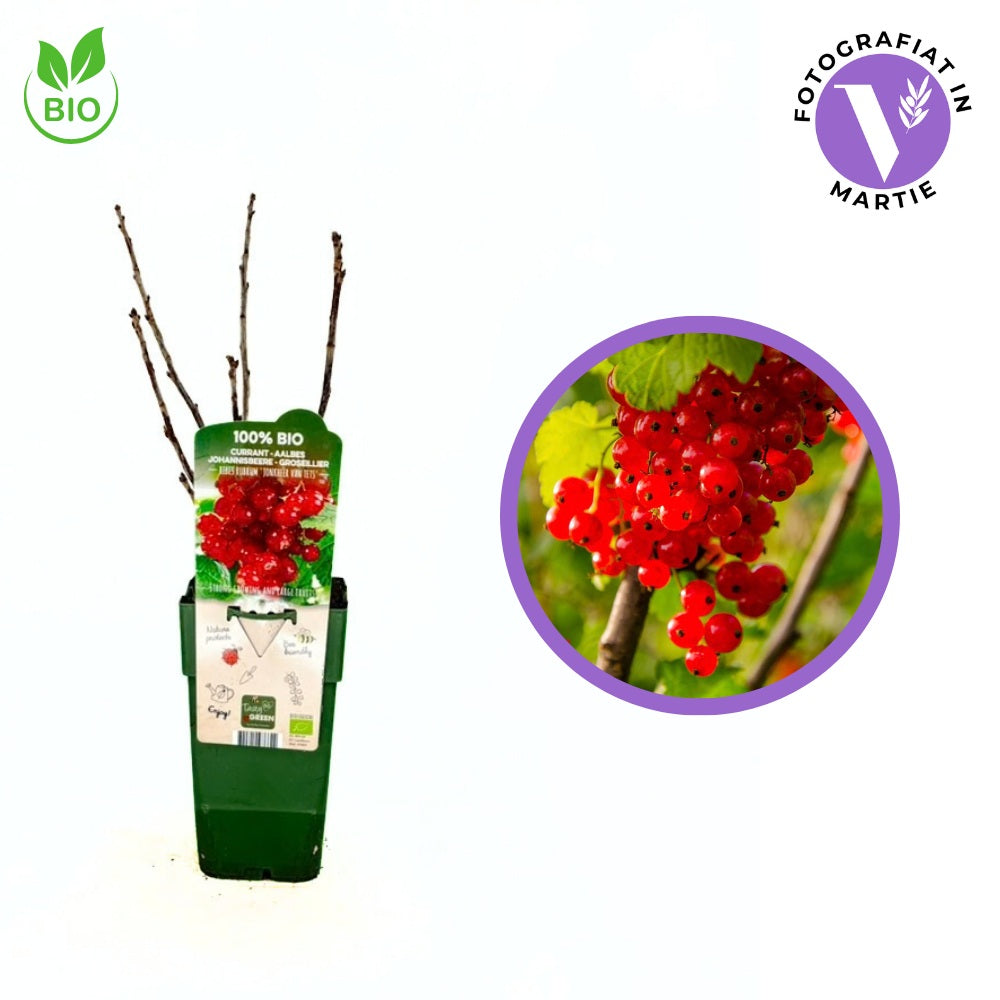Bio piros ribiszke Jonkheer Van Tets (Ribes rubrum) – édes-savanykás piros terméssel, 2 évesen termőre forduló