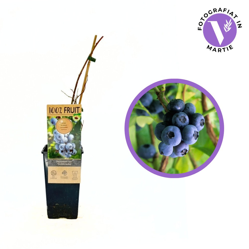 Áfonya Goldtraube 71 (Vaccinium corymbosum) – édes ízzel és kellemes aromával, kertbe és fagyasztásra is ideális, 1 évesen termőre forduló