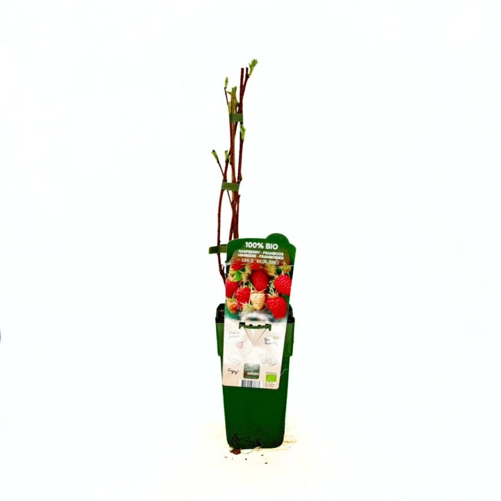 Korai málna (Rubus idaeus) Malling Promise, bőtermő és aromás, BIO termék