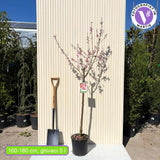 Saturn őszibarack (Prunus persica) – lapos, édes sárgászöld terméssel, 2 évesen termőre forduló