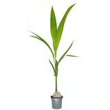 Kókuszpálma (Cocos nucifera) – egzotikus trópusi szobanövény ívelt levelekkel – 160 cm