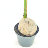 Kókuszpálma (Cocos nucifera) – egzotikus trópusi szobanövény ívelt levelekkel – 160 cm