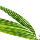 Kókuszpálma (Cocos nucifera) – egzotikus trópusi szobanövény ívelt levelekkel – 160 cm