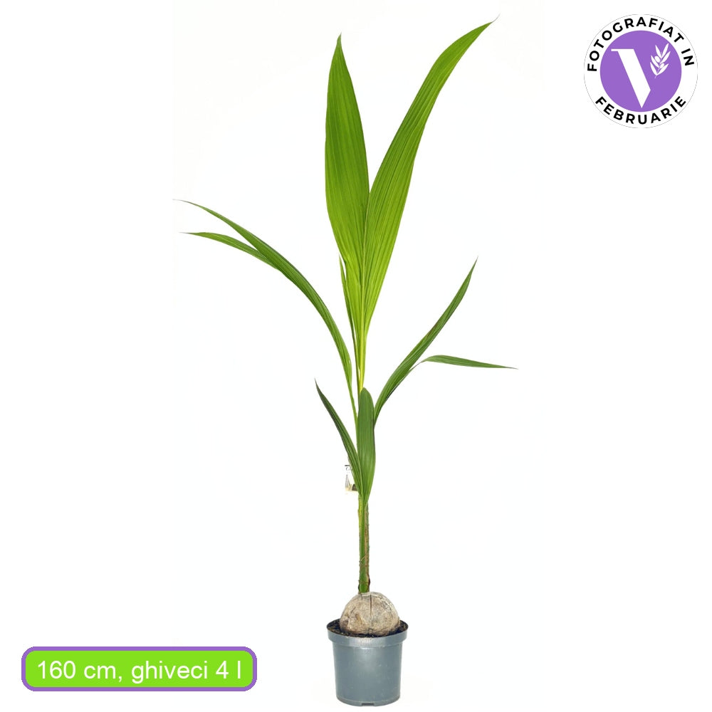 Kókuszpálma (Cocos nucifera) – egzotikus trópusi szobanövény ívelt levelekkel – 160 cm