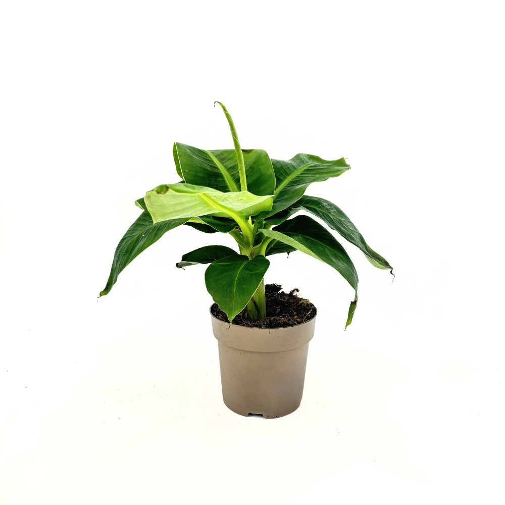 Banán (Musa Tropicana), 45 cm – nagy, vibráló trópusi levelek egzotikus enteriőrbe