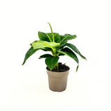 Banán (Musa Tropicana), 45 cm – nagy, vibráló trópusi levelek egzotikus enteriőrbe