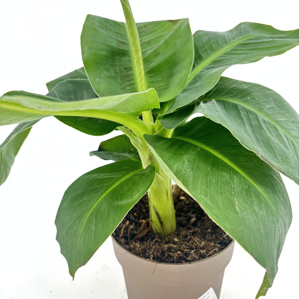 Banán (Musa Tropicana), 45 cm – nagy, vibráló trópusi levelek egzotikus enteriőrbe