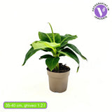 Banán (Musa Tropicana), 45 cm – nagy, vibráló trópusi levelek egzotikus enteriőrbe