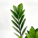 Planta Norocului (Zamioculcas Zamiifolia), 40-50 cm, 4 plante/ghiveci planta de apartament cu frunze suculente, rezistent umbra, rezistenta, udare rara