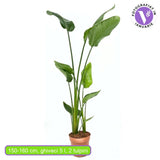 Strelitzia Nicolai, 180 cm, Pasarea alba a paradisului, planta exotica mare cu frunze uriase tropicale decorative pentru interior