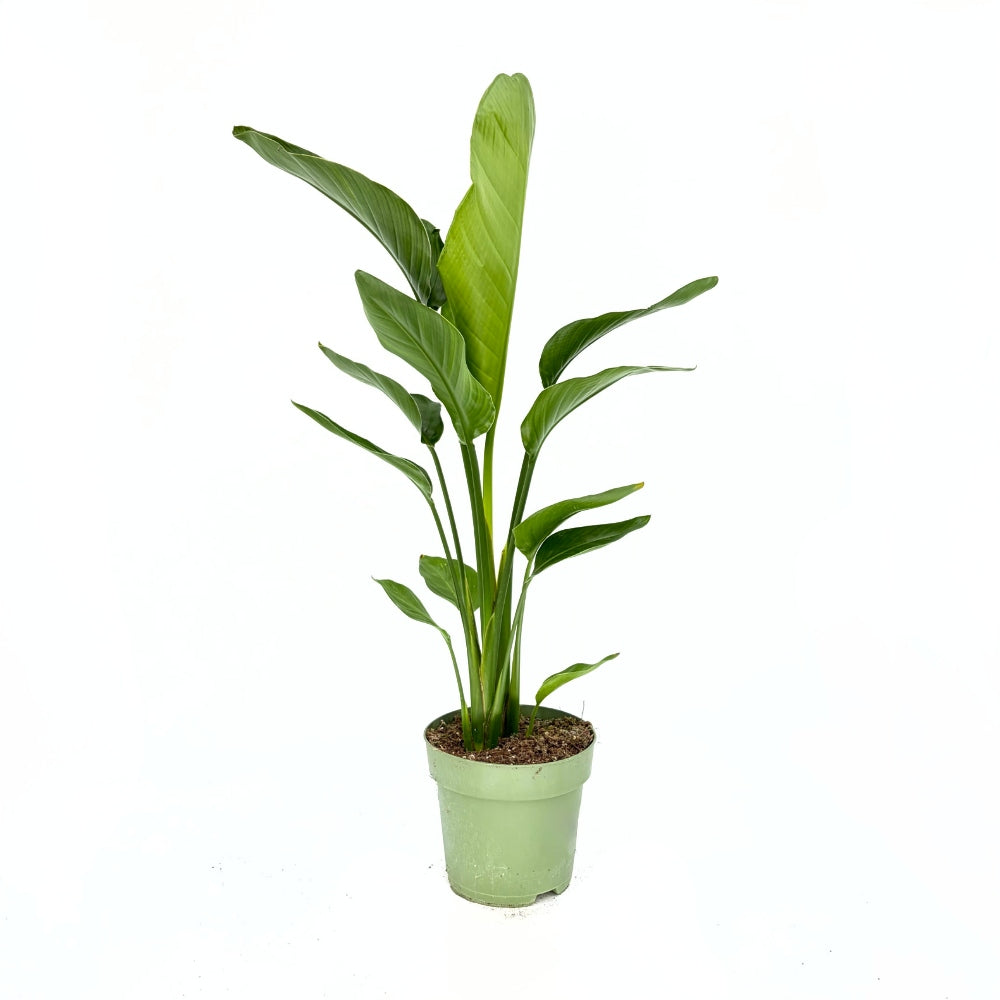 Óriás paradicsommadár-virág Strelitzia nicolai – hatalmas trópusi levelekkel, beltéri dísznövény