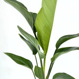 Óriás paradicsommadár-virág Strelitzia nicolai – hatalmas trópusi levelekkel, beltéri dísznövény