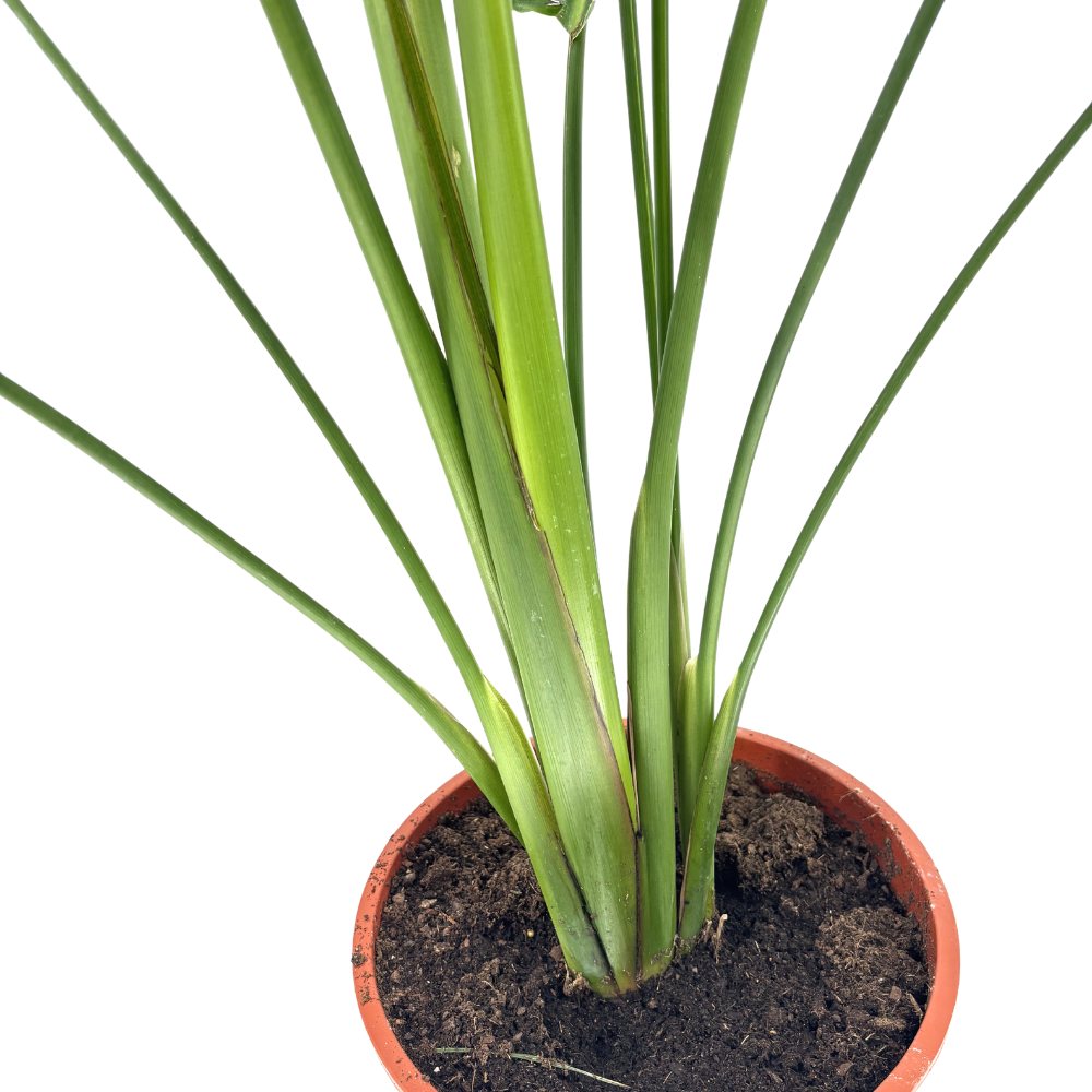 Óriás paradicsommadár-virág – Strelitzia nicolai – impozáns trópusi szobanövény 180 cm