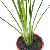 Óriás paradicsommadár-virág – Strelitzia nicolai – impozáns trópusi szobanövény 180 cm