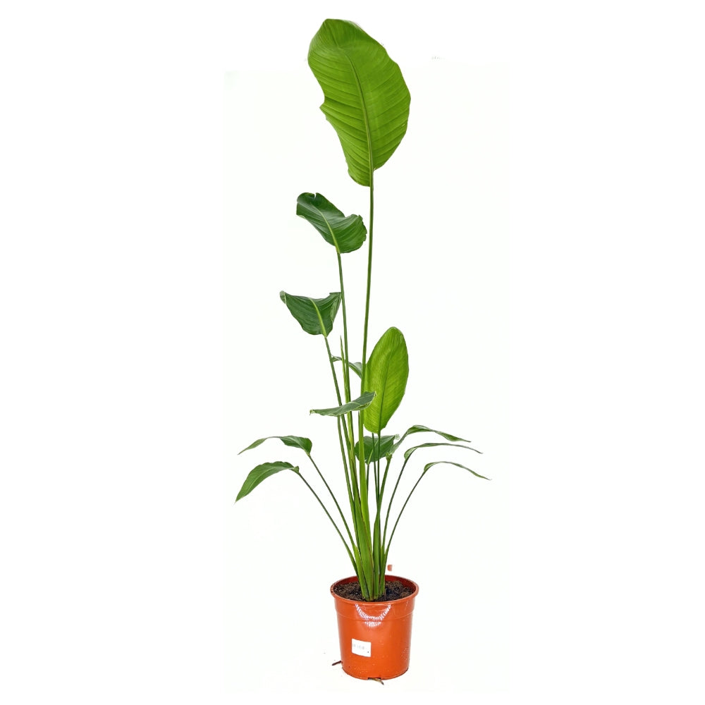 Fehér paradicsommadár (Strelitzia nicolai) – 180-200 cm, látványos, óriáslevelű trópusi szobanövény