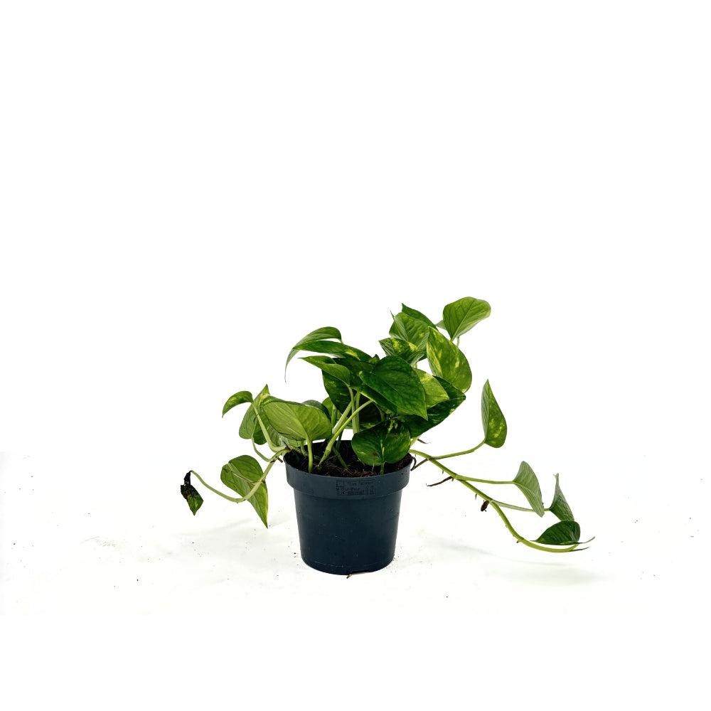 Ördögborostyán Epipremnum Aureum – 20-25 cm, csüngő szobanövény tarka zöld-sárga levelekkel