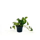 Ördögborostyán Epipremnum Aureum – 20-25 cm, csüngő szobanövény tarka zöld-sárga levelekkel