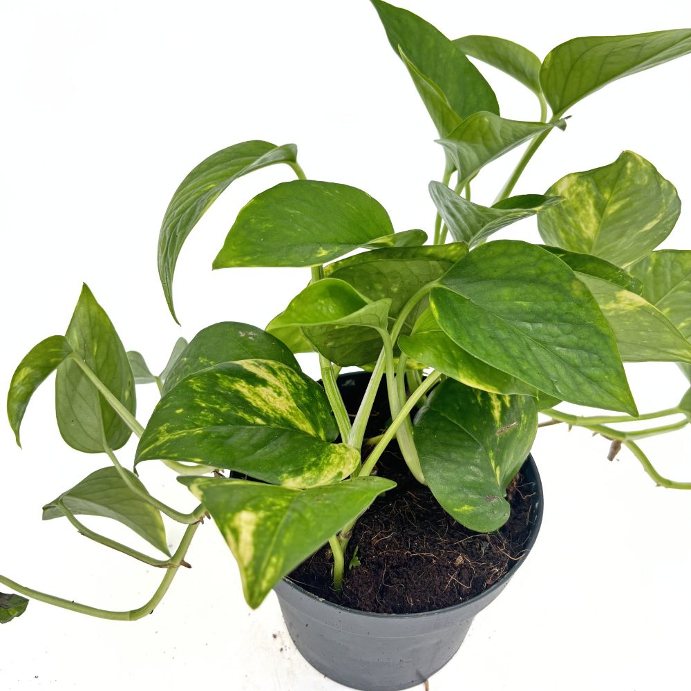 Ördögborostyán Epipremnum Aureum – 20-25 cm, csüngő szobanövény tarka zöld-sárga levelekkel