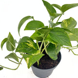 Ördögborostyán Epipremnum Aureum – 20-25 cm, csüngő szobanövény tarka zöld-sárga levelekkel