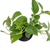 Ördögborostyán Epipremnum Aureum – 20-25 cm, csüngő szobanövény tarka zöld-sárga levelekkel