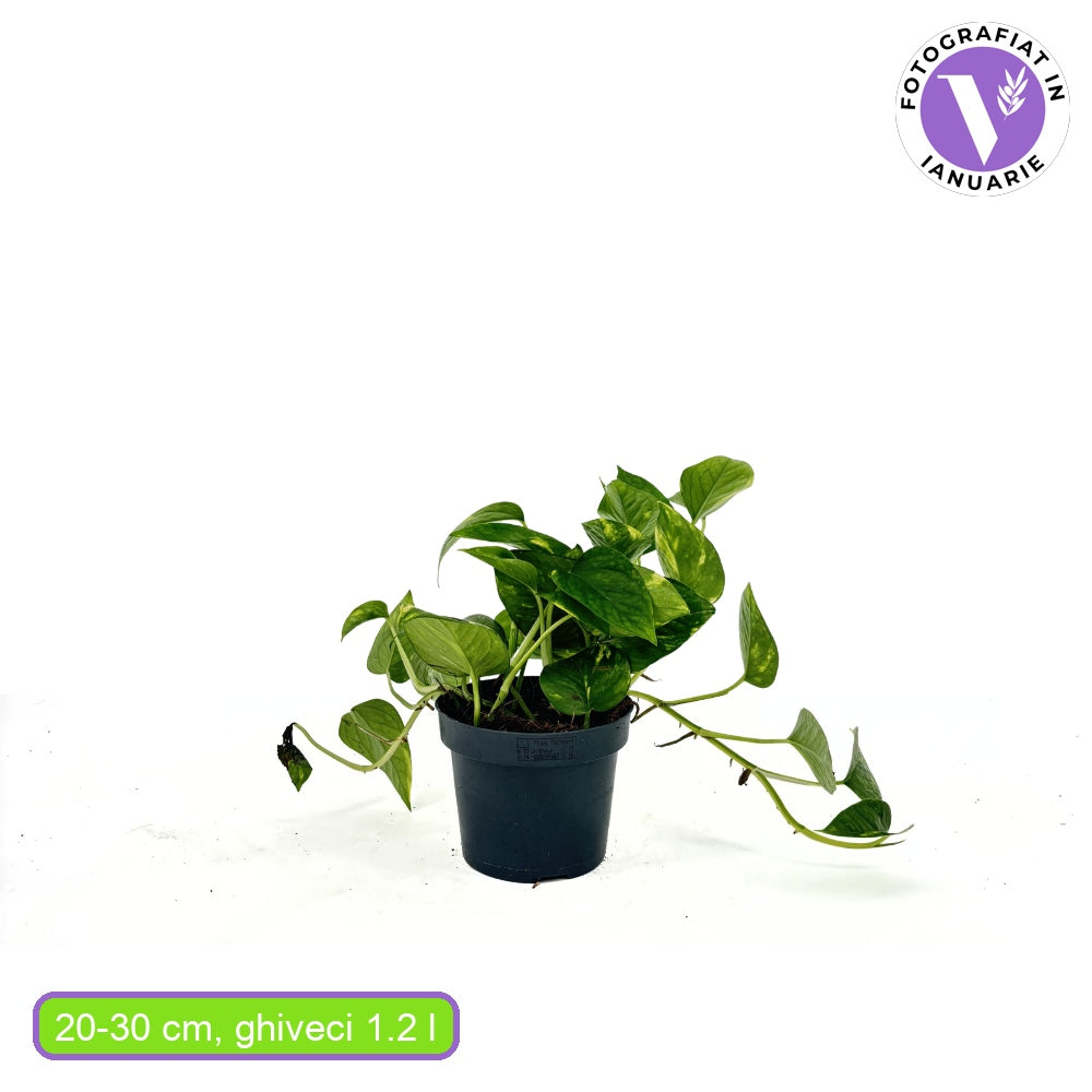 Ördögborostyán Epipremnum Aureum – 20-25 cm, csüngő szobanövény tarka zöld-sárga levelekkel