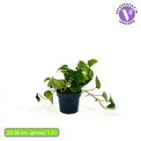Ördögborostyán Epipremnum Aureum – 20-25 cm, csüngő szobanövény tarka zöld-sárga levelekkel