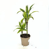 Szerencsefa (Dracaena) 'Lemon Lime' – élénk sárga szegélyű levelekkel, 70–75 cm