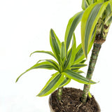 Szerencsefa (Dracaena) 'Lemon Lime' – élénk sárga szegélyű levelekkel, 70–75 cm